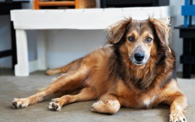 Essential Tips for a Perfect Pet-Friendly Home