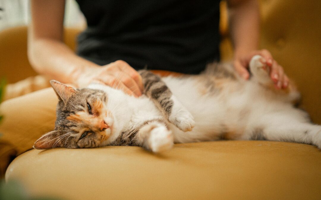 Create Daily Routines That Boost Pet Wellbeing