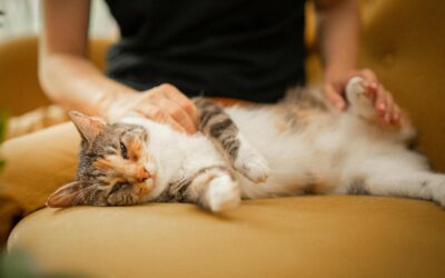 Create Daily Routines That Boost Pet Wellbeing