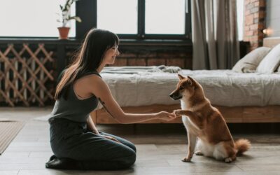 Essential Pet Gear for Small Space Dwellers