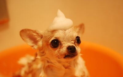 Revolutionary Pet Grooming Tools to Try in 2026