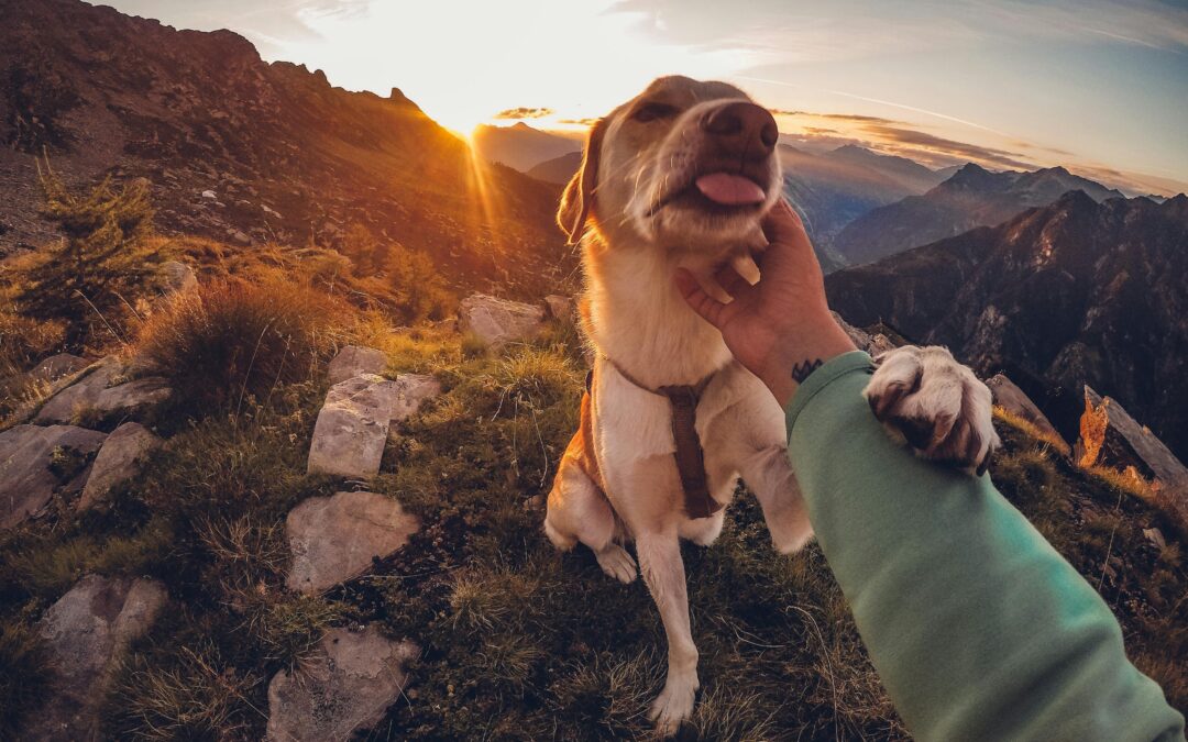 Essential Pet Travel Gear for Stress-Free Adventures