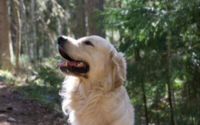 Why Eco-Friendly Pet Supplies Are Becoming Mainstream