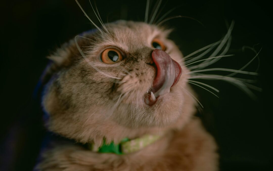 Discover Essential Pet Feeding Tools for Better Nutrition