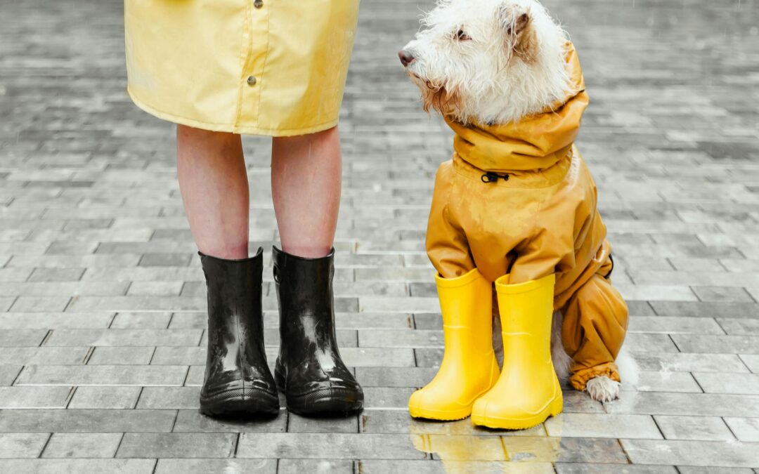 Essential Pet Clothing for All Seasons: Find the Perfect Fit