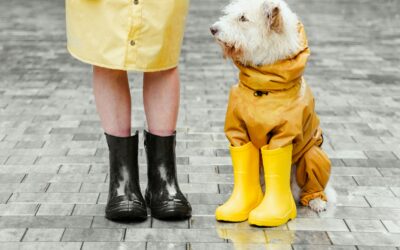 Essential Pet Clothing for All Seasons: Find the Perfect Fit