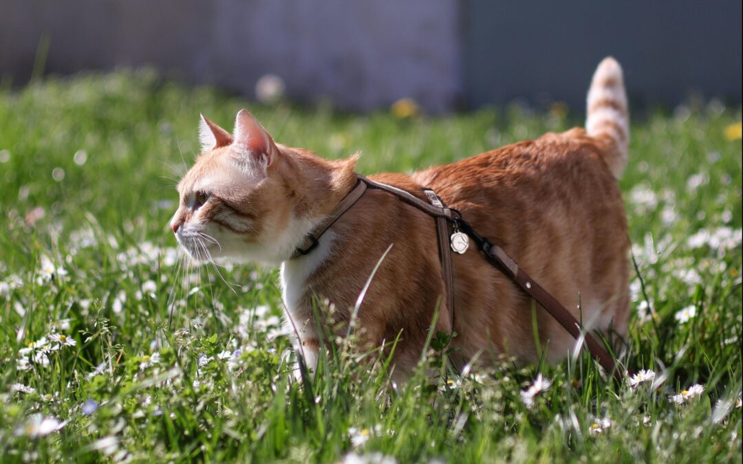 Ensure Your Pet’s Safety with the Right Leashes and Collars