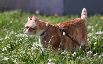Ensure Your Pet’s Safety with the Right Leashes and Collars