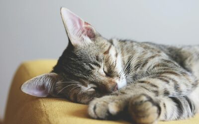 Transform Your Pet’s Rest with Cozy Beds