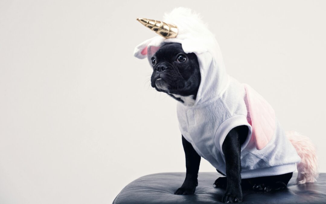 Pet Clothing Trends Every Stylish Pet Owner Should Know